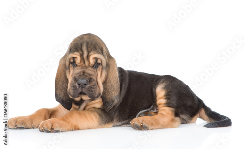 Bloodhound puppy lying in side view. isolated on white background