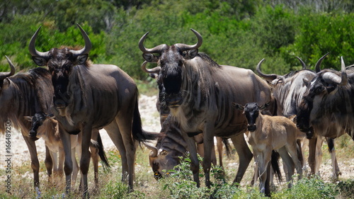 Fototapeta Naklejka Na Ścianę i Meble -  Wildebeest herd close up