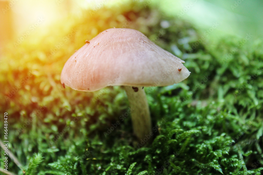 Macro photo of mushroom with strong light Macro photo of mushroom with strong light
