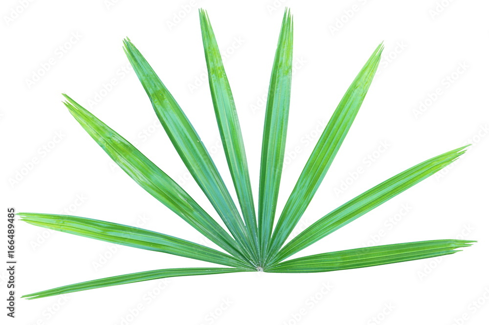 Lady palm (Rhapis excelsa) leaf isolated on white background Lady palm (Rhapis excelsa) leaf isolated on white background