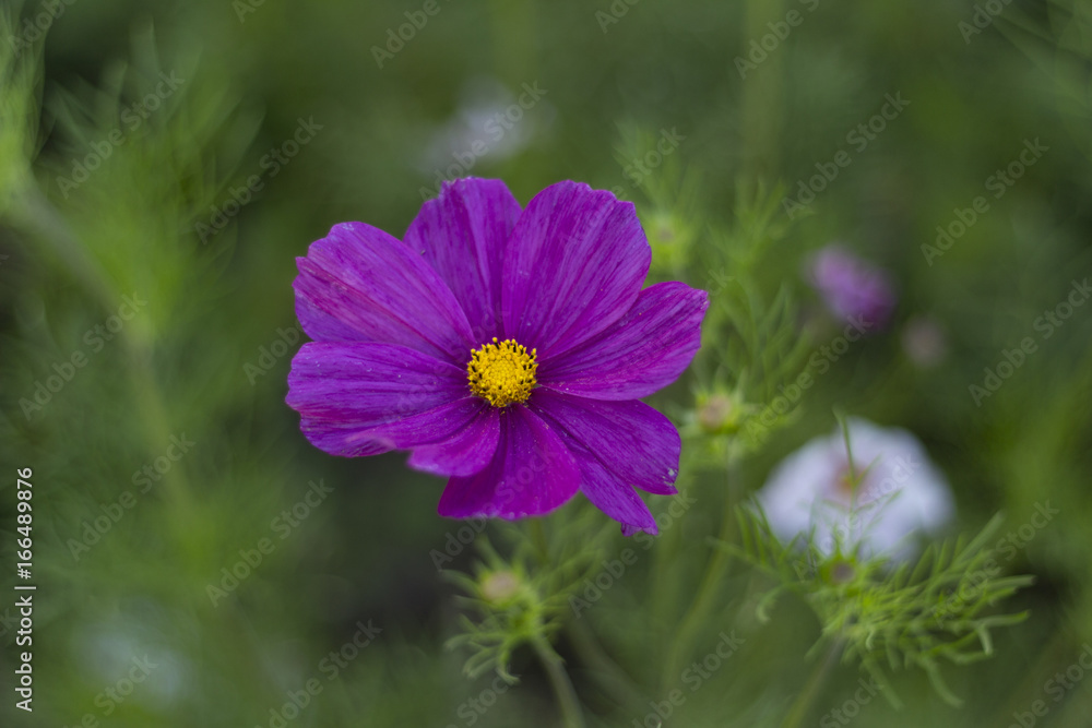 Obraz premium Violet flower