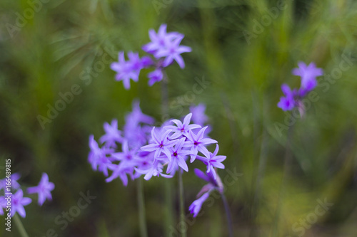 Blue flowers