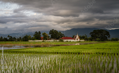 Amazing view of peaceful green paddy field with buddhist temple and cloudy sky in the background in Phrao, Chiang Mai, Thailand 