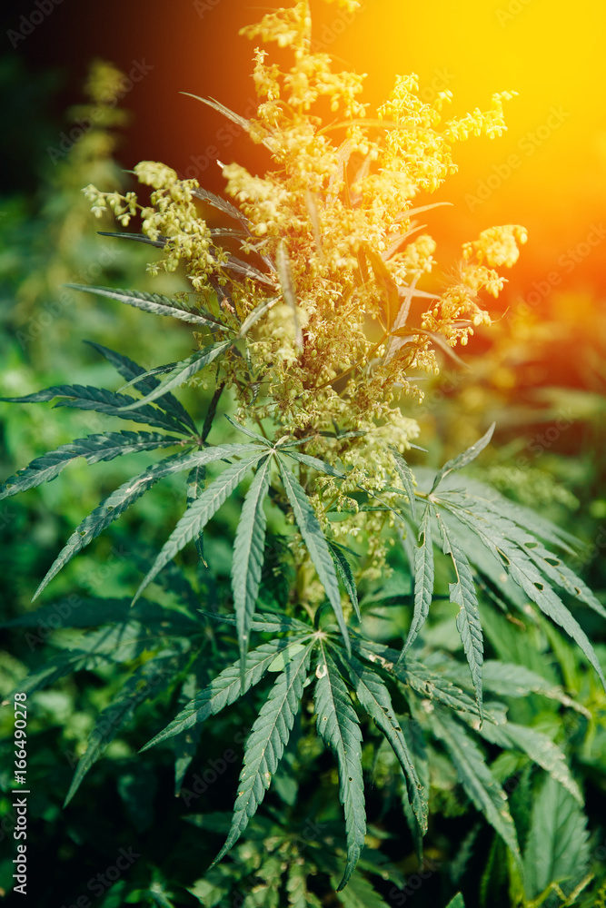 Bush Flowering herb hemp with seeds and flowers with a sun glint on a dark green background. Concept breeding of marijuana, cannabis, legalization. Bush Flowering herb hemp with seeds and flowers with a sun glint on a dark green background. Concept breeding of marijuana, cannabis, legalization.