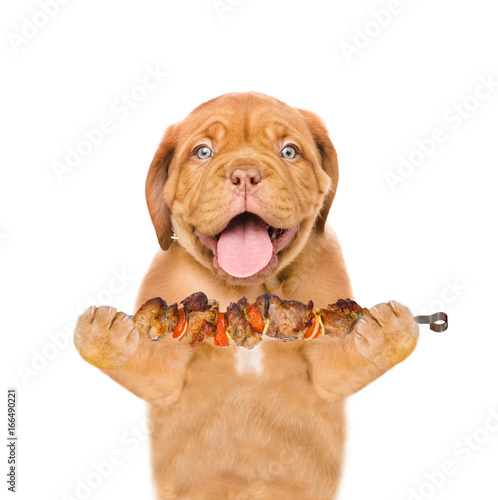 Puppy with grilled meat on skewer. isolated on white background