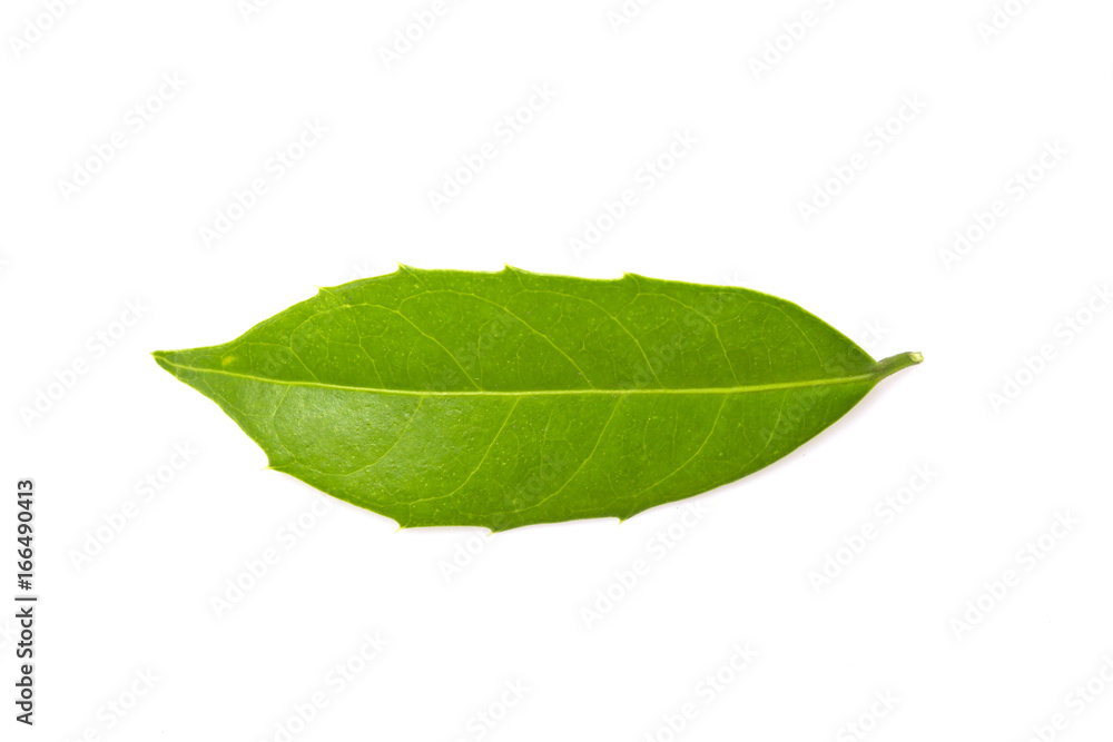 green leaf isolated on white