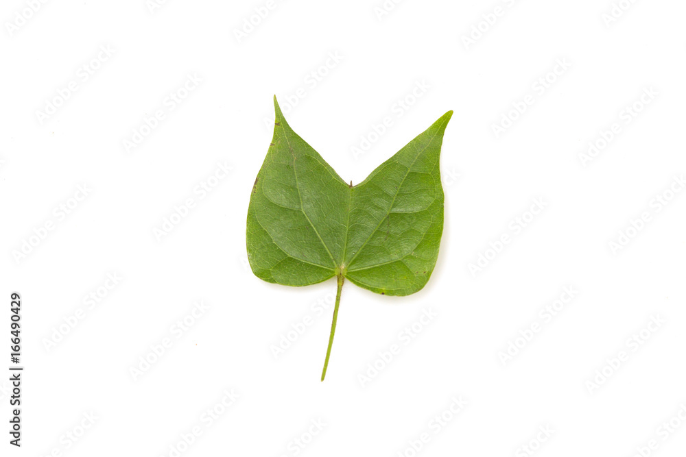 Fototapeta premium green leaf isolated on white