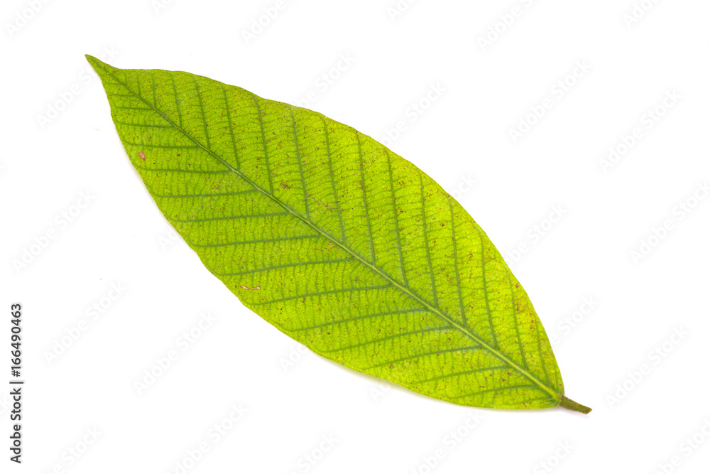 Obraz premium green leaf isolated on white