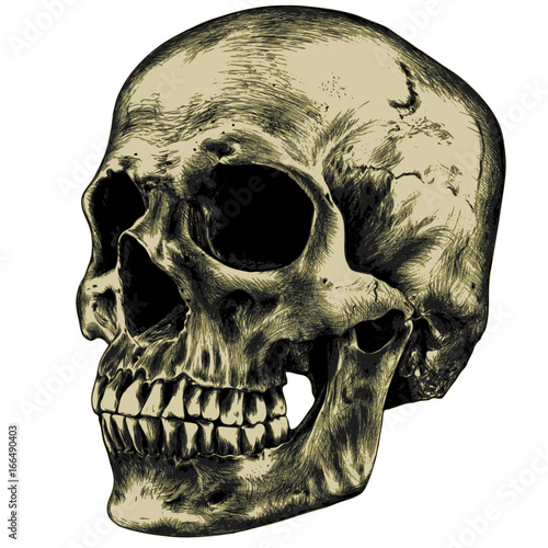 Yellow human skull