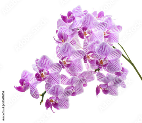 Violet orchid branch