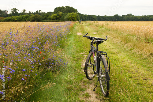 Blumen, Kornblumen, Feld, am Rain, Getreide, Reise, wandern, Fahrrad