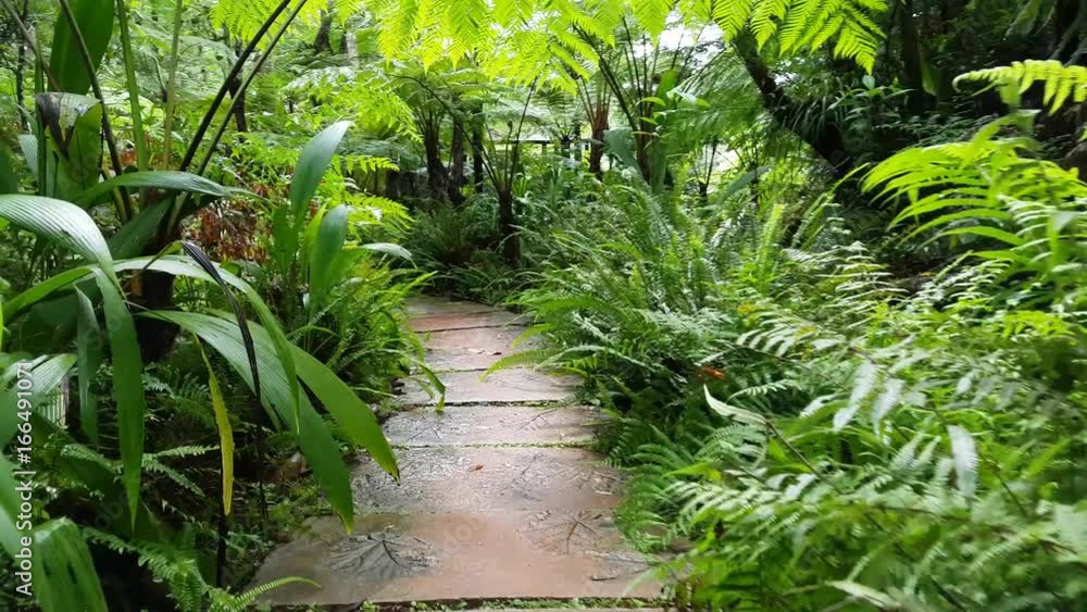 Walking into the rain forest with fern and moss around the walkway in rain forest - Chiang Mai Province, Thailand
Walking into the rain forest with fern and moss around the walkway in rain forest - Chiang Mai Province, Thailand