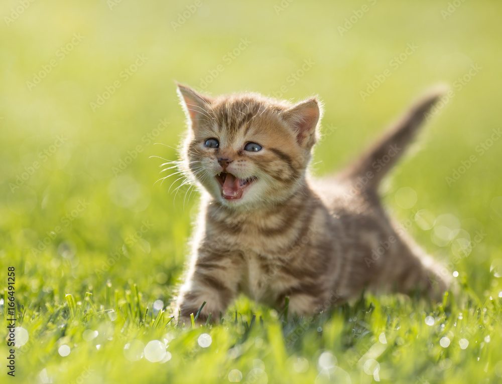 Young kitten cat meowing in the green grass