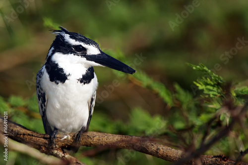 The pied kingfisher (Ceryle rudis) sitting on an acacia branch with spines