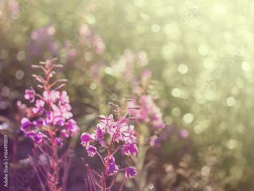 Flowers of fireweed in the soft sunlight of the early morning, image with bokeh and filters