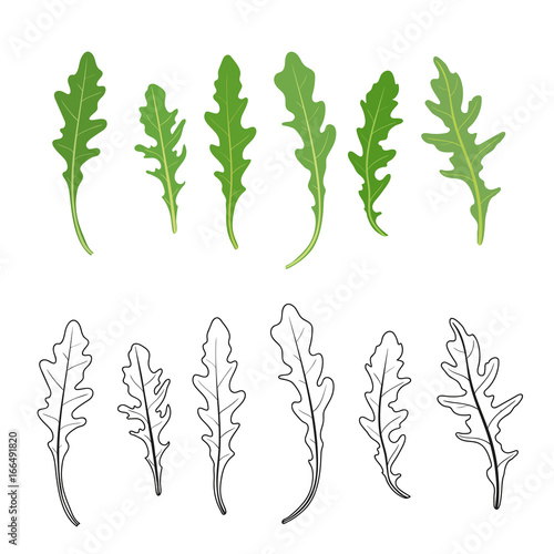 Set of arugula (rucola, rocket salad) fresh green leaves and outlines isolated over white background. Vector hand drawn illustration.