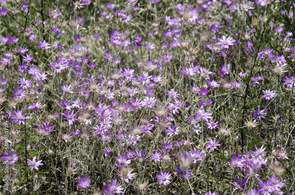 Fototapeta premium Mallow flowers. a herbaceous plant with hairy stems, pink or purple flowers. Several kinds are grown as ornamentals, and some are edible.