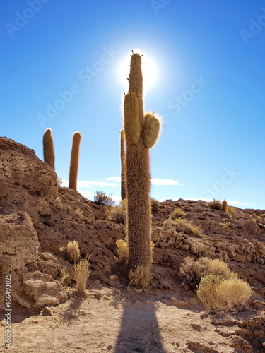 island of cactus salar de uyuni