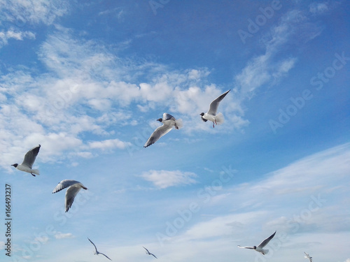 sea gulls in blue sky