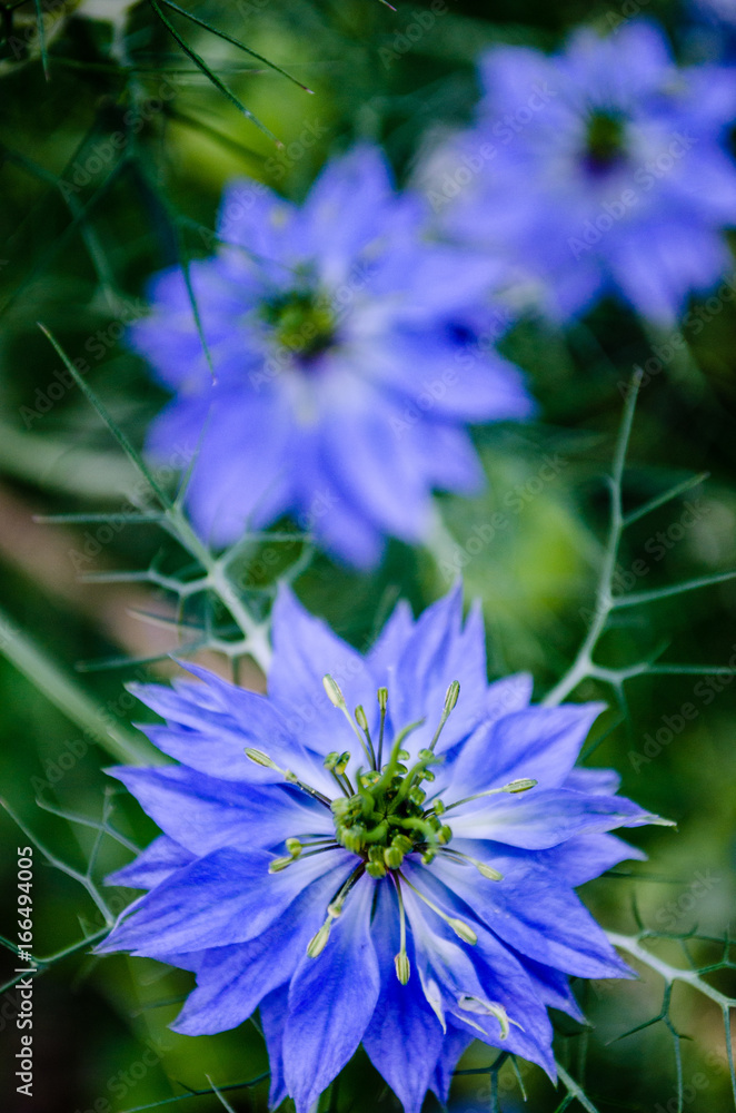 Obraz premium blue flowers