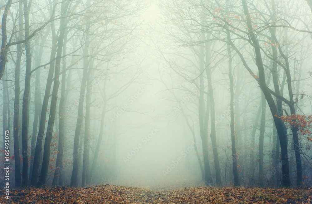 Fototapeta premium Artistic photo of a misty forest with leafless trees