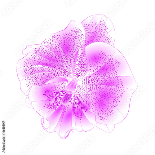 Orchid Phalaenopsis Purple-white  beautiful flower closeup isolated vintage  vector illustration editable  hand draw