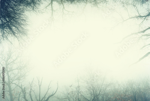 Artistic frame made from leafless trees of a foggy forest