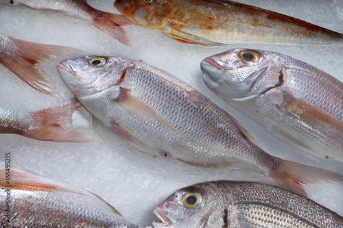 Italy, Sorrento, fresh sea fish,pagello photo