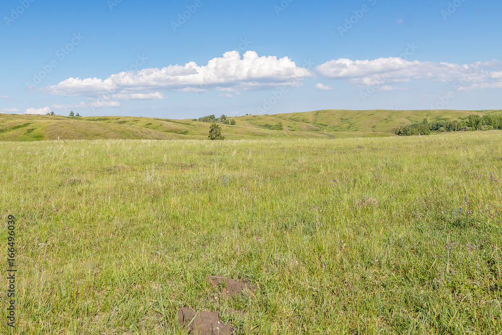 Yellow-green hill and sky with clouds. Wild grasses.