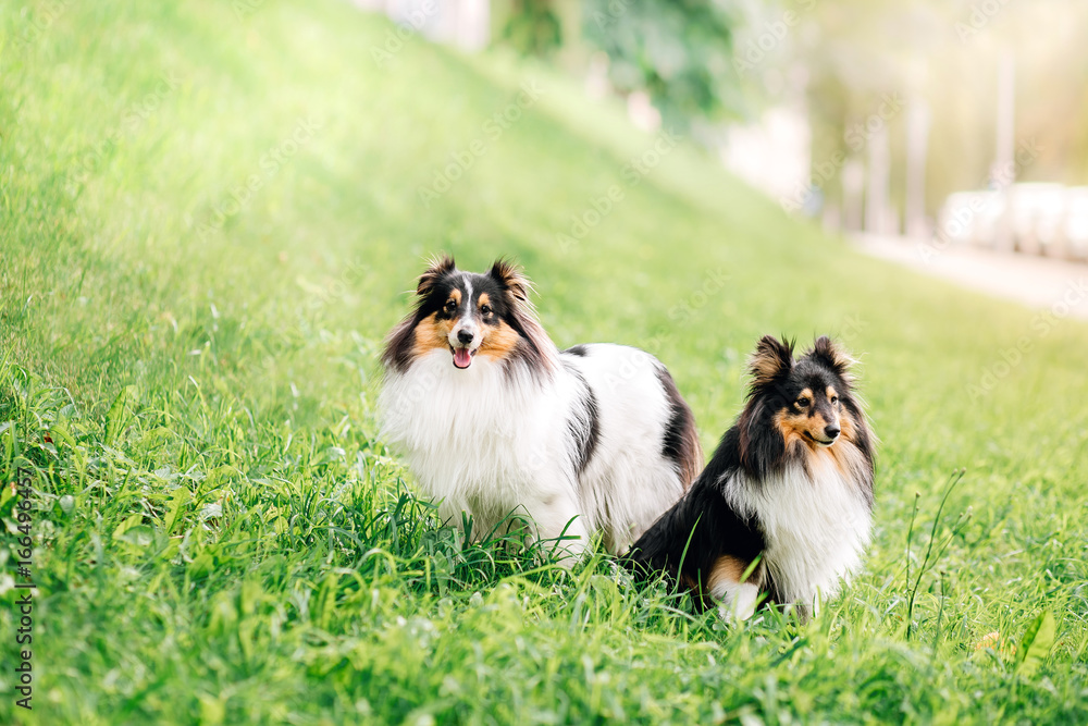 portrait of two happy friends dogs puppy and Shetland Sheepdog in clothes on nature background. collie  playing