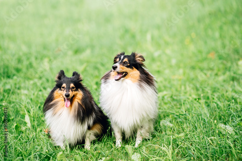 portrait of two happy friends dogs puppy and Shetland Sheepdog in clothes on nature background. collie playing