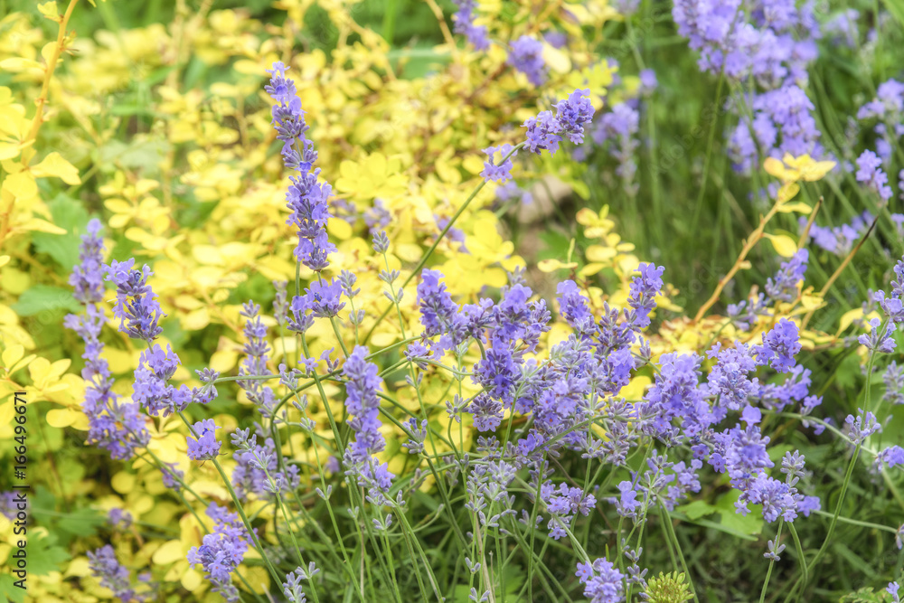 Obraz premium Lavender with yellow flowers