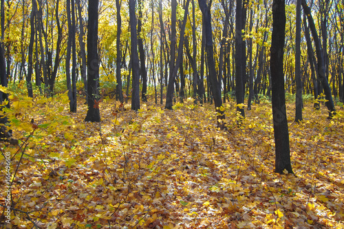 Autumn in the maple forest