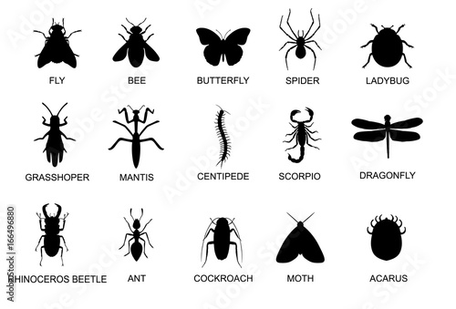Insect black pictogram. Beetle and bug simple icon.Illustration on flat design