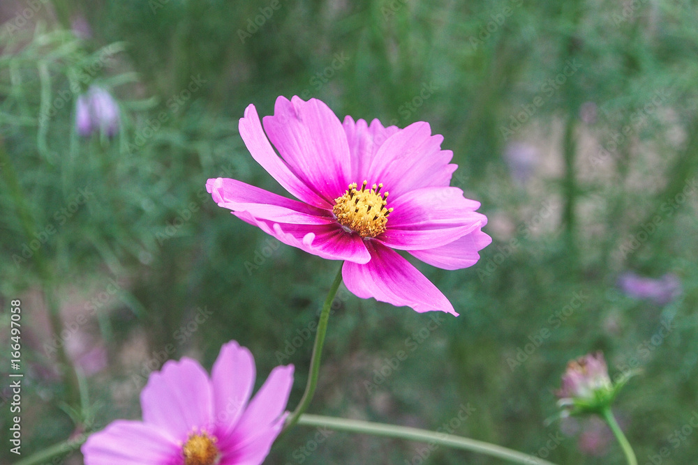 Purple zinnia elegans flowers Purple zinnia elegans flowers