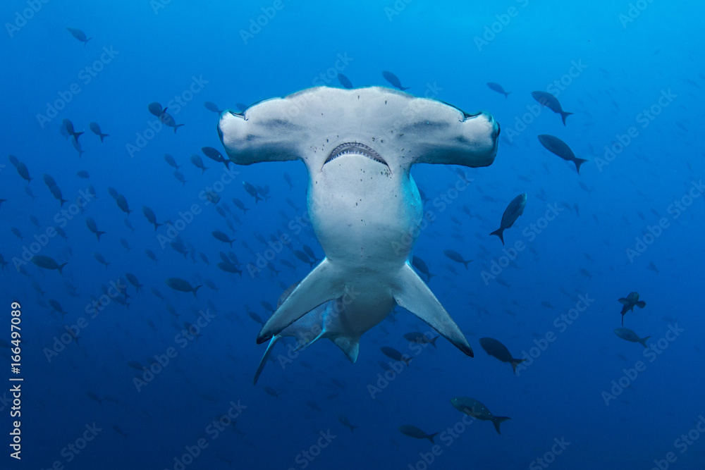 A Scalloped Hammerhead in the Galapagos - obrazy, fototapety, plakaty 