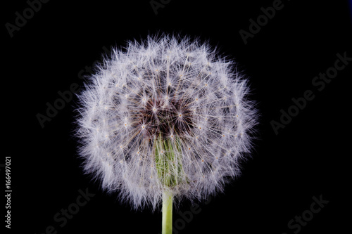 Dandelion on a black background