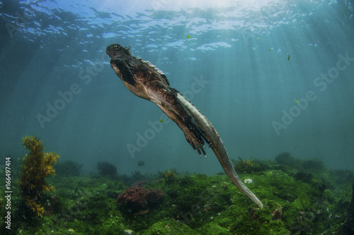 Marine Iguana photo