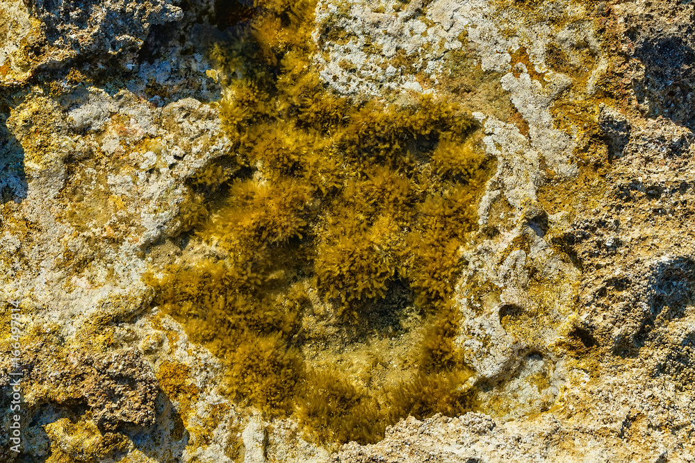 Green background of algae seaweed. Stone with bright seaweed closeup. Natural velvet texture of sea grass. Sea plant close image. Seaside rock texture. Coastal pebble during low tide. Green background of algae seaweed. Stone with bright seaweed closeup. Natural velvet texture of sea grass. Sea plant close image. Seaside rock texture. Coastal pebble during low tide.