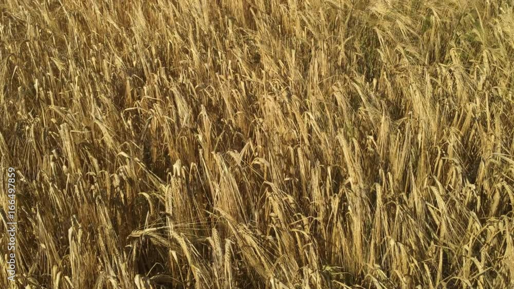 Tilt up over a farmland cereal crop of golden ripe smart barley used for brewing in Northamptonshire, England. UK. Tilt up over a farmland cereal crop of golden ripe smart barley used for brewing in Northamptonshire, England. UK.