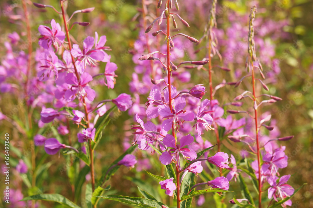 Fototapeta premium Chamerion angustifolium or fireweed or great willowherb or rosebay or ivan tea