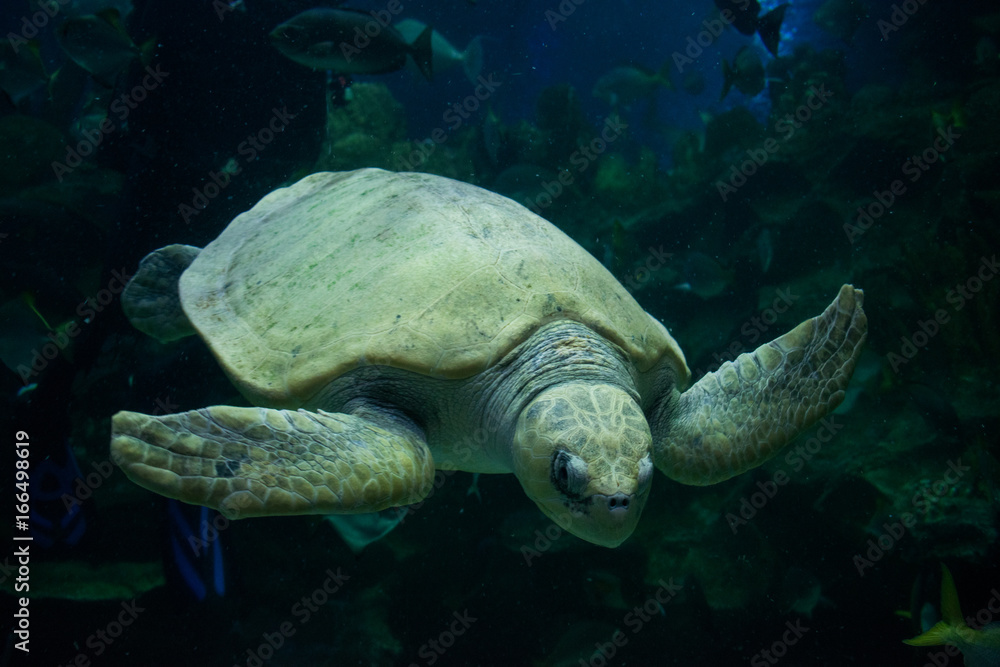 Obraz premium Turtle