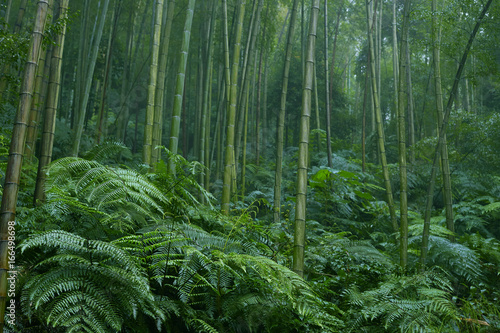 bamboo woods photo