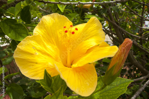 A Yellow Hibiscus Flower in beautiful garden, macro.