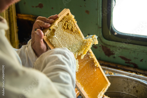 The beekeeper separates the wax from the honeycomb frame.