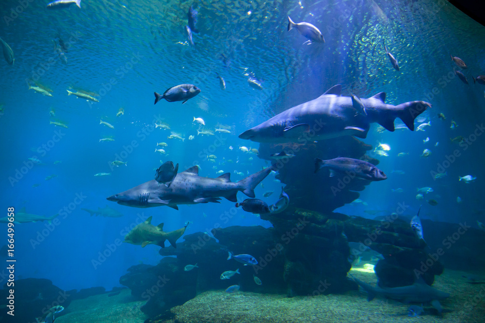 Dangerous sharks and fishes in an aquarium. Dangerous sharks and fishes in an aquarium.
