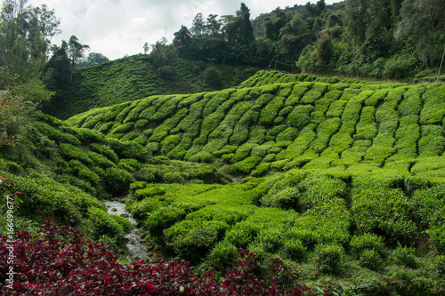 Fényképezés Tea plantation