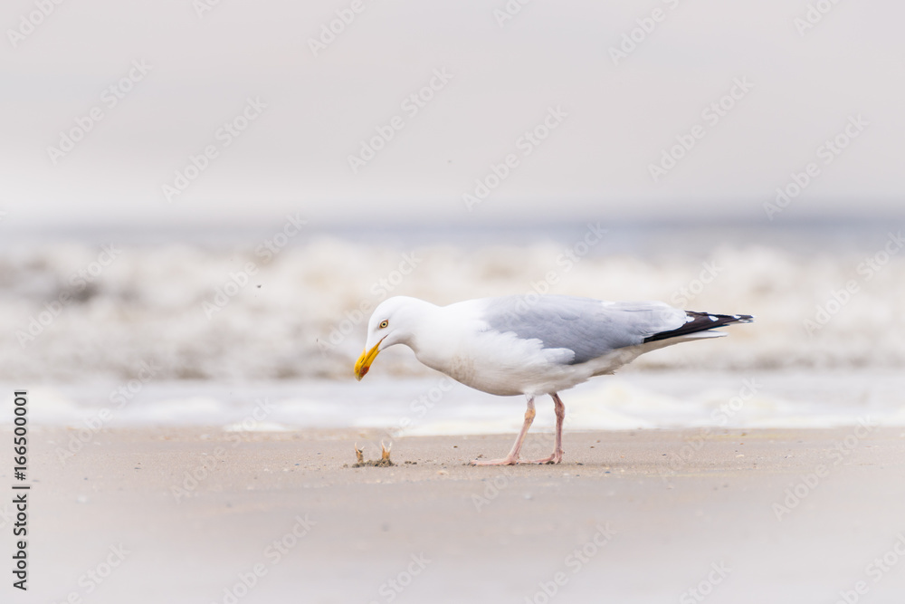 Naklejka premium Möwe auf Krabbenjagd 