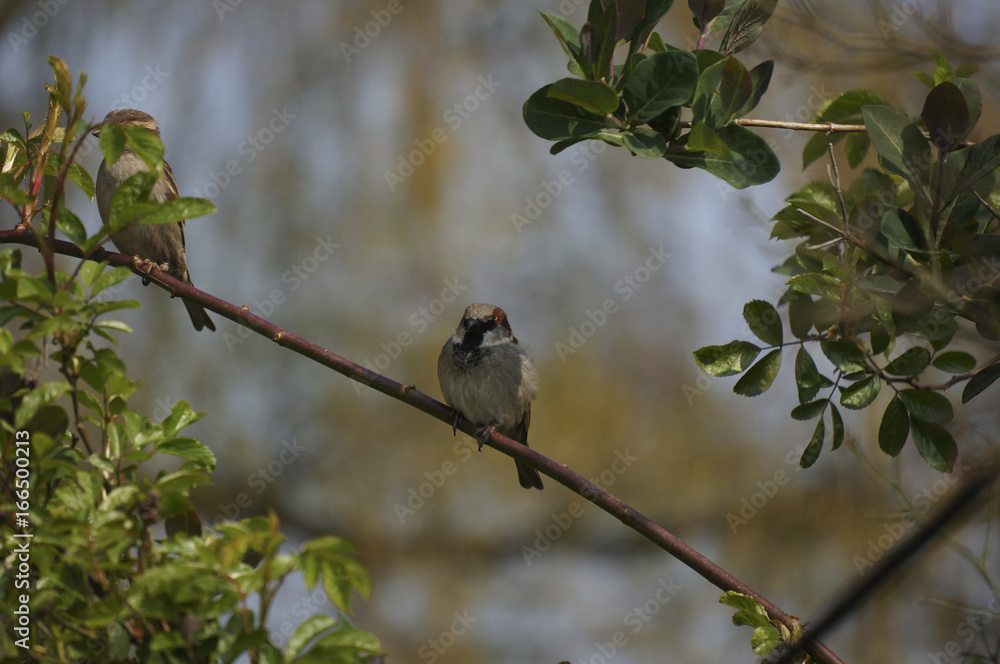 Obraz premium Sparrows in the garden