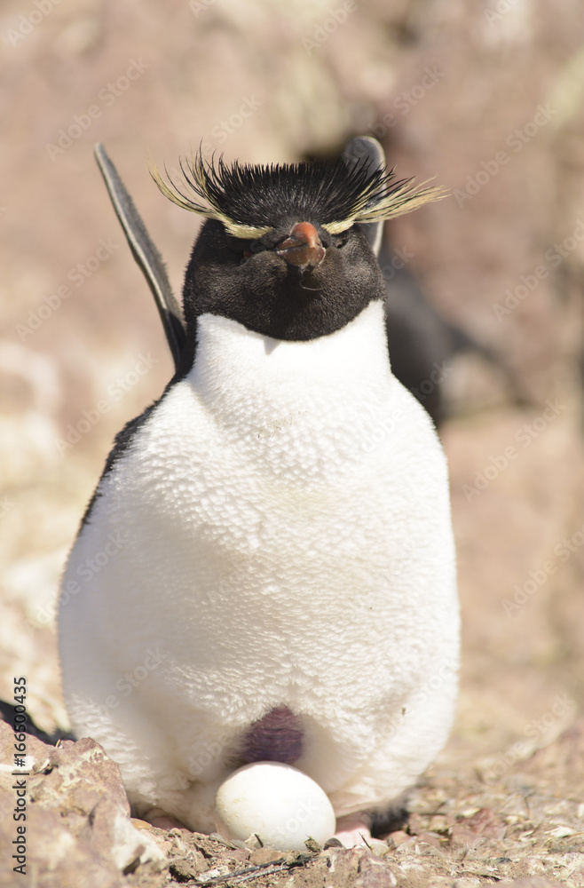 Obraz premium Rockhopper Penguin